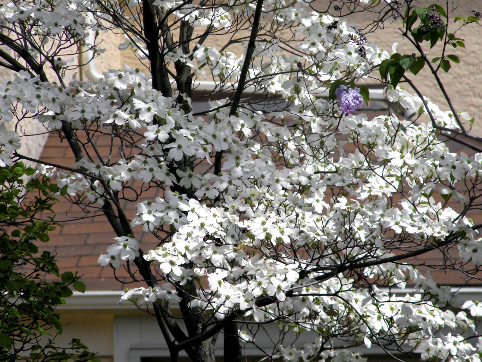 Good Things by David Blooming Dogwood Trees