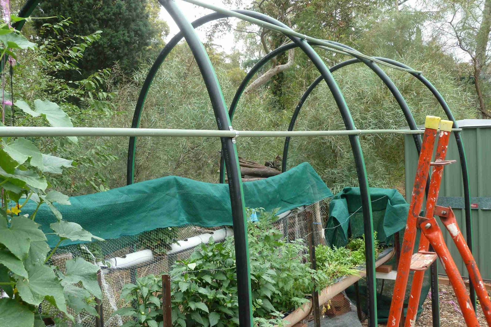 Musing's of a Gardener: Building a shade house from poly-pipe