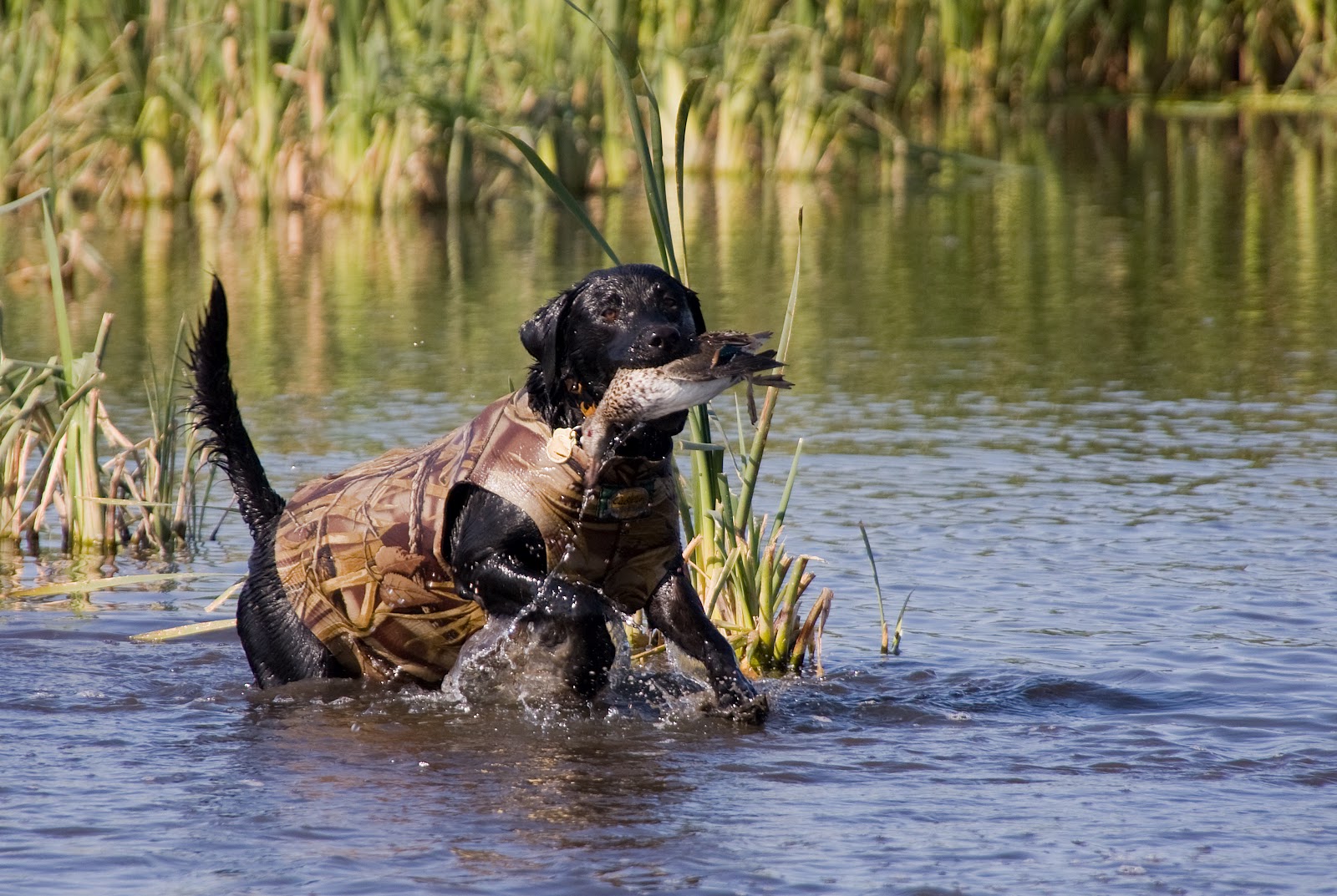 Labrador Retriever Puppy Love & Me