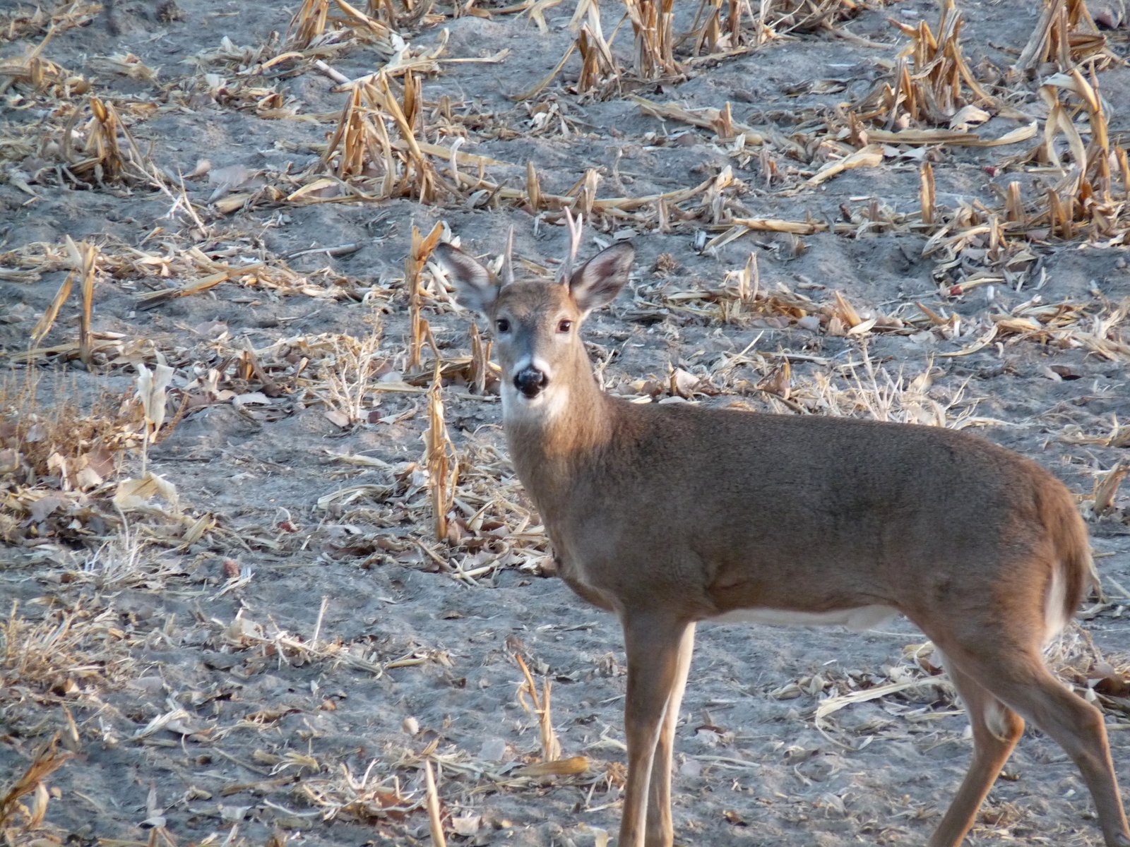 RMSGear Blog Big Nebraska Buck!