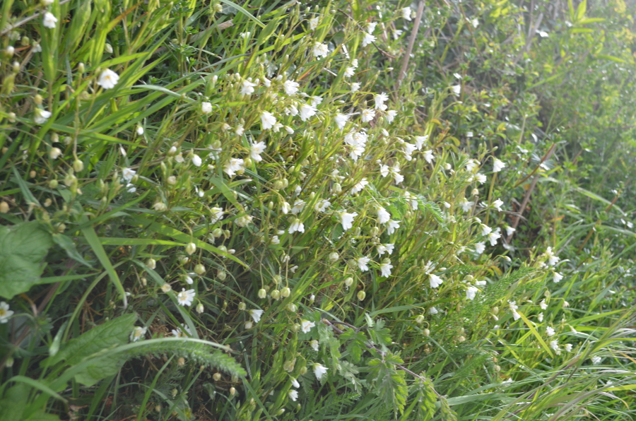 Torch Build Me Up Buttercup Torrent