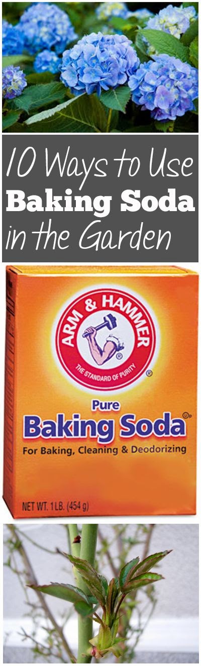 How to Use Baking Soda in the Garden | Gardening Things