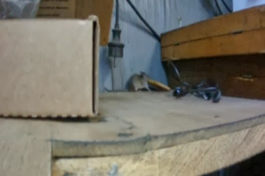 Η "μάχη" ενός ποντικιού με ένα... κράκερ! (VIDEO)