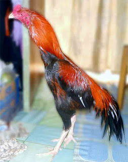 ayam jaeara katurangga