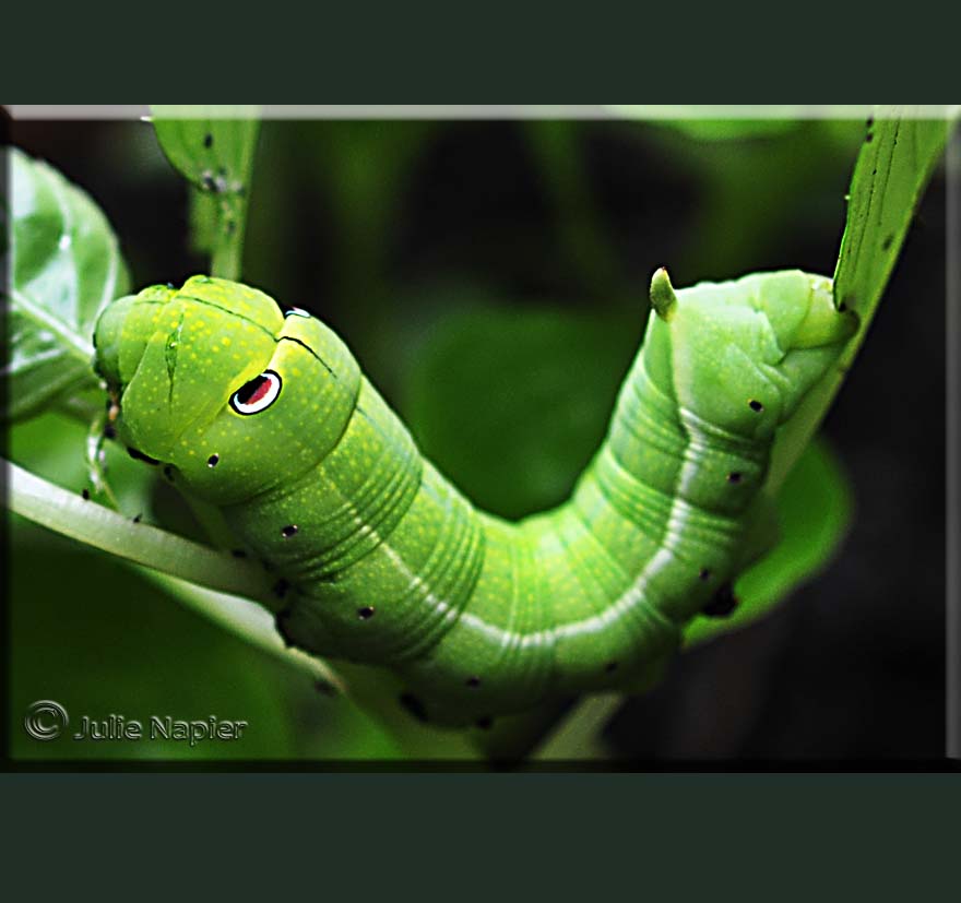 Hawkmoth Caterpillar