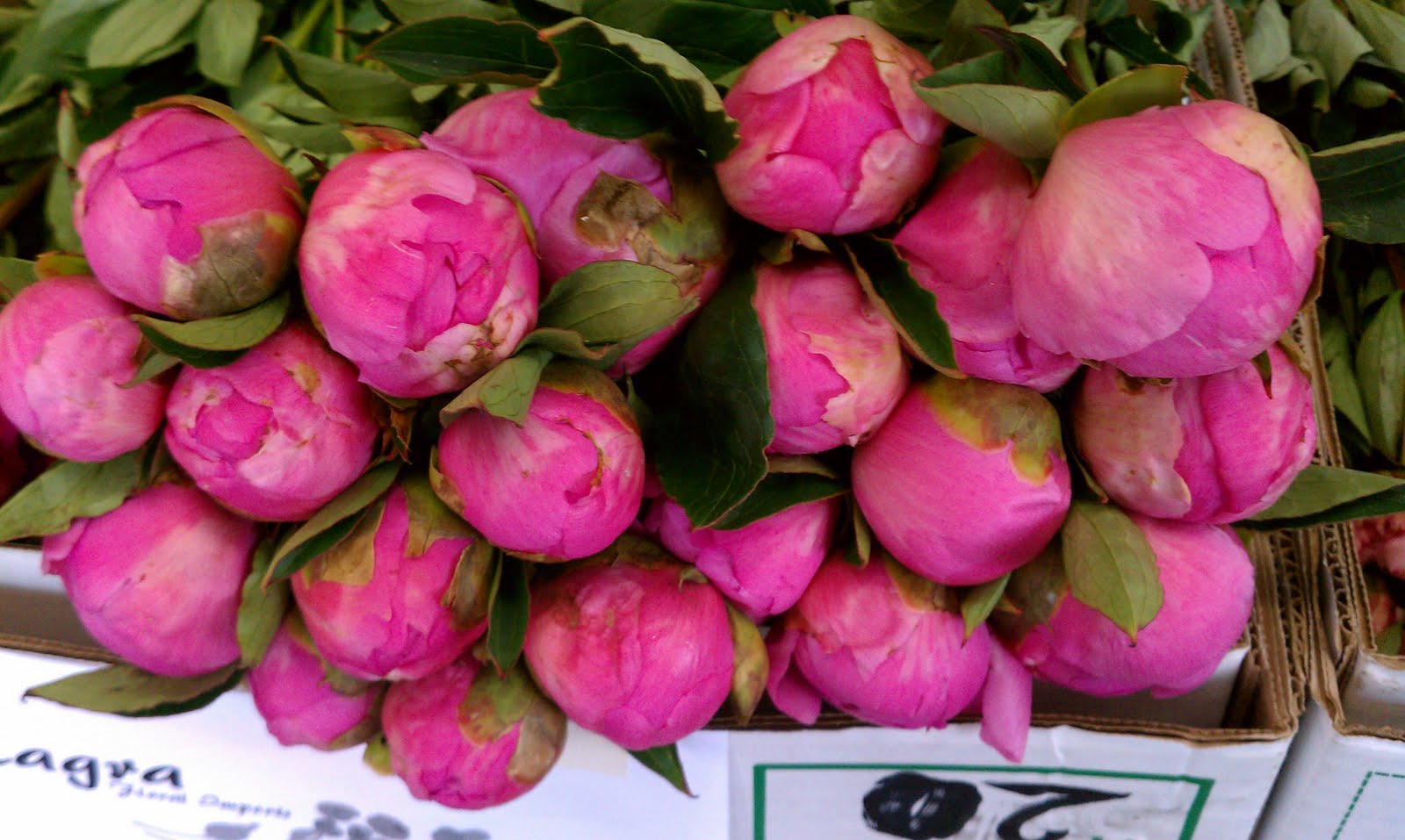 MilagraWholesaleFlowersLA Oregon Peonies Box Special