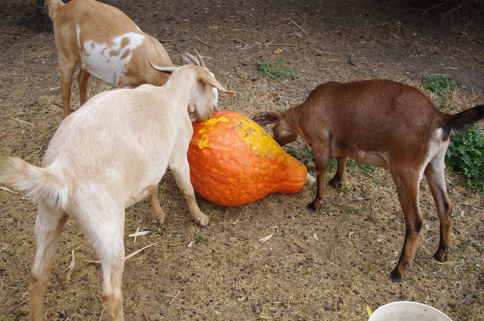 Aagaard Farms THE VINE Goats Like Squash, Too!