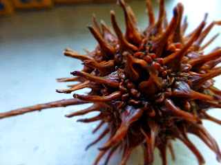 sweetgum ball