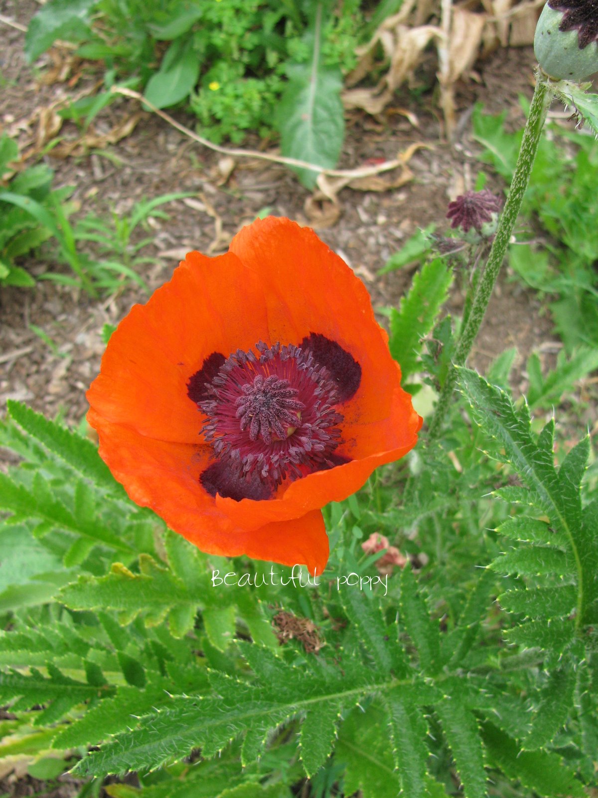 Mi Jardin Florido Poppies, Flower of the Day