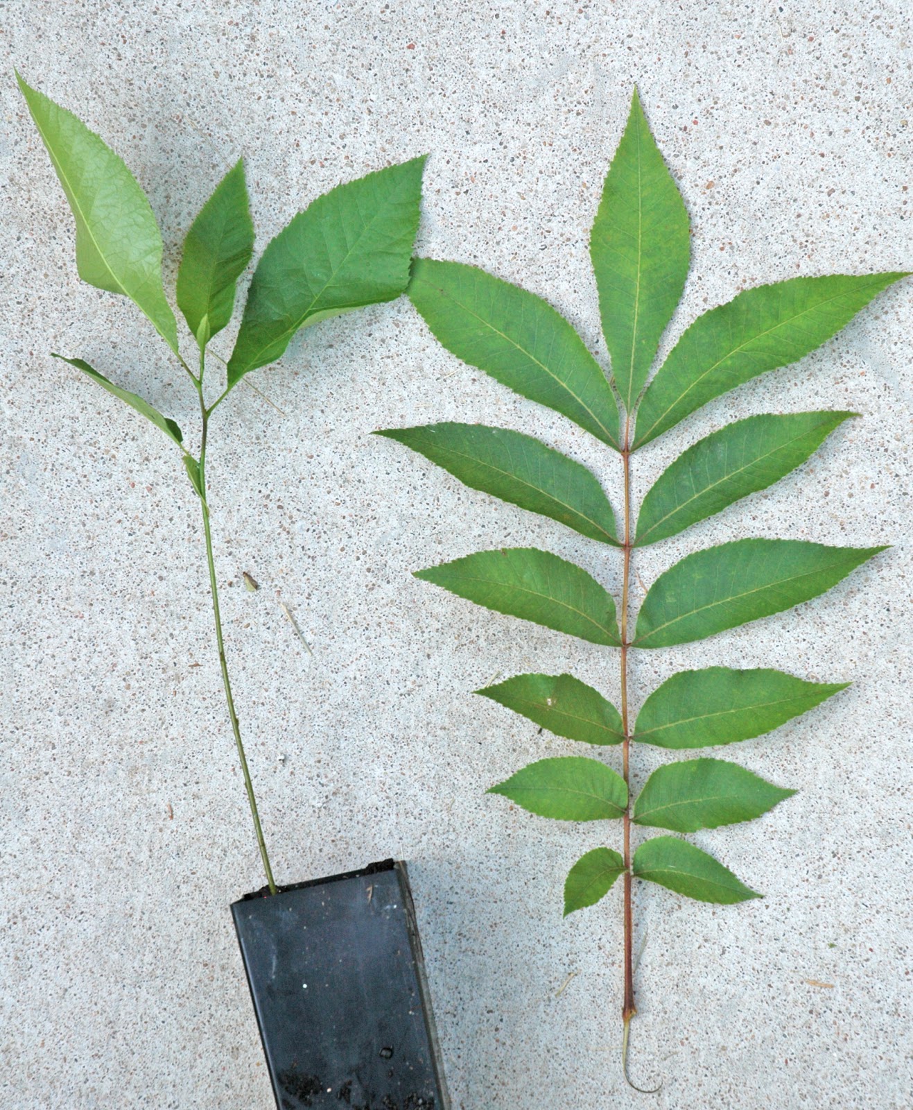 Northern Pecans: Pecan seedlings produce simple leaves