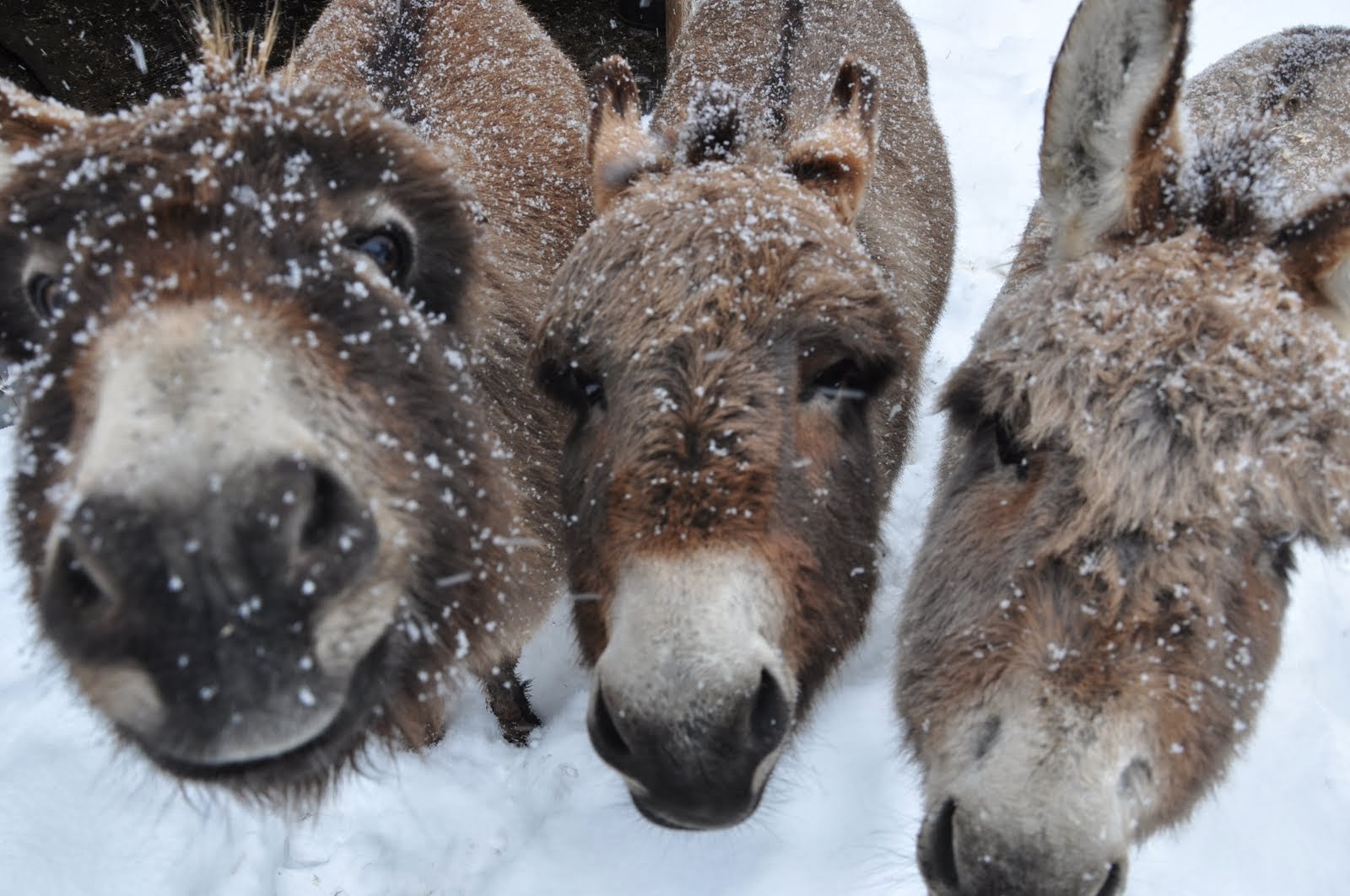 Snowy Faces