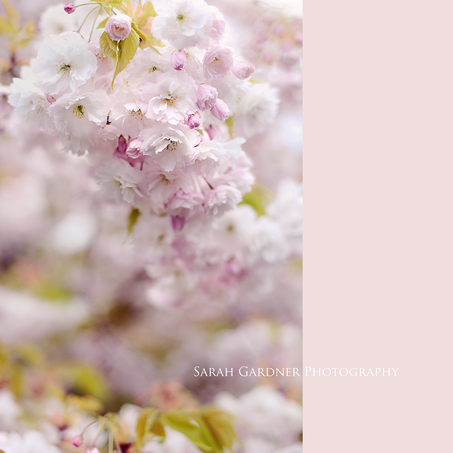 Sarah Gardner {ART BLOG} Candy Floss Cherry Tree
