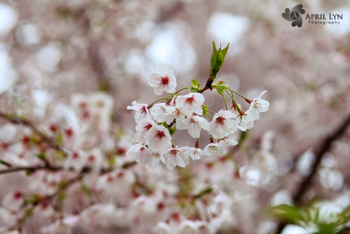 April Lyn Photography Don't Use With No Permission
