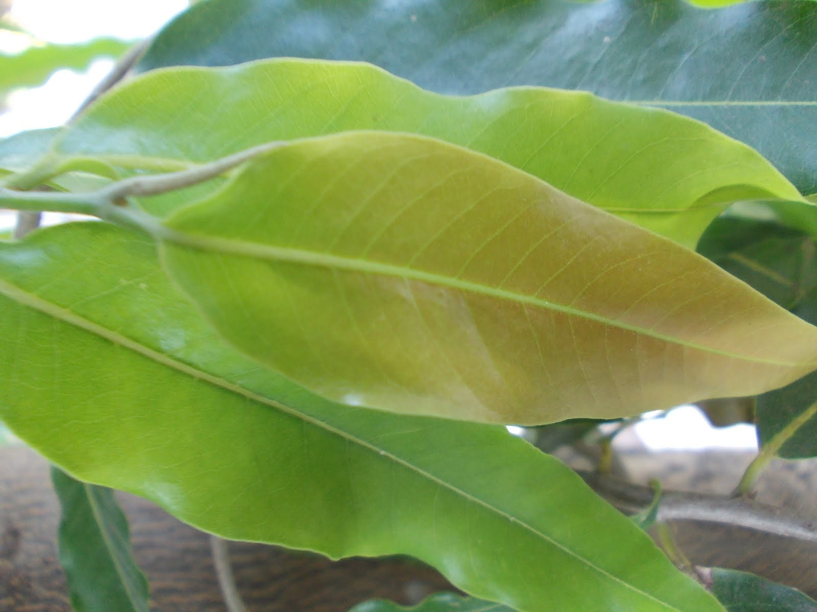 Speaking Pictures May 2011