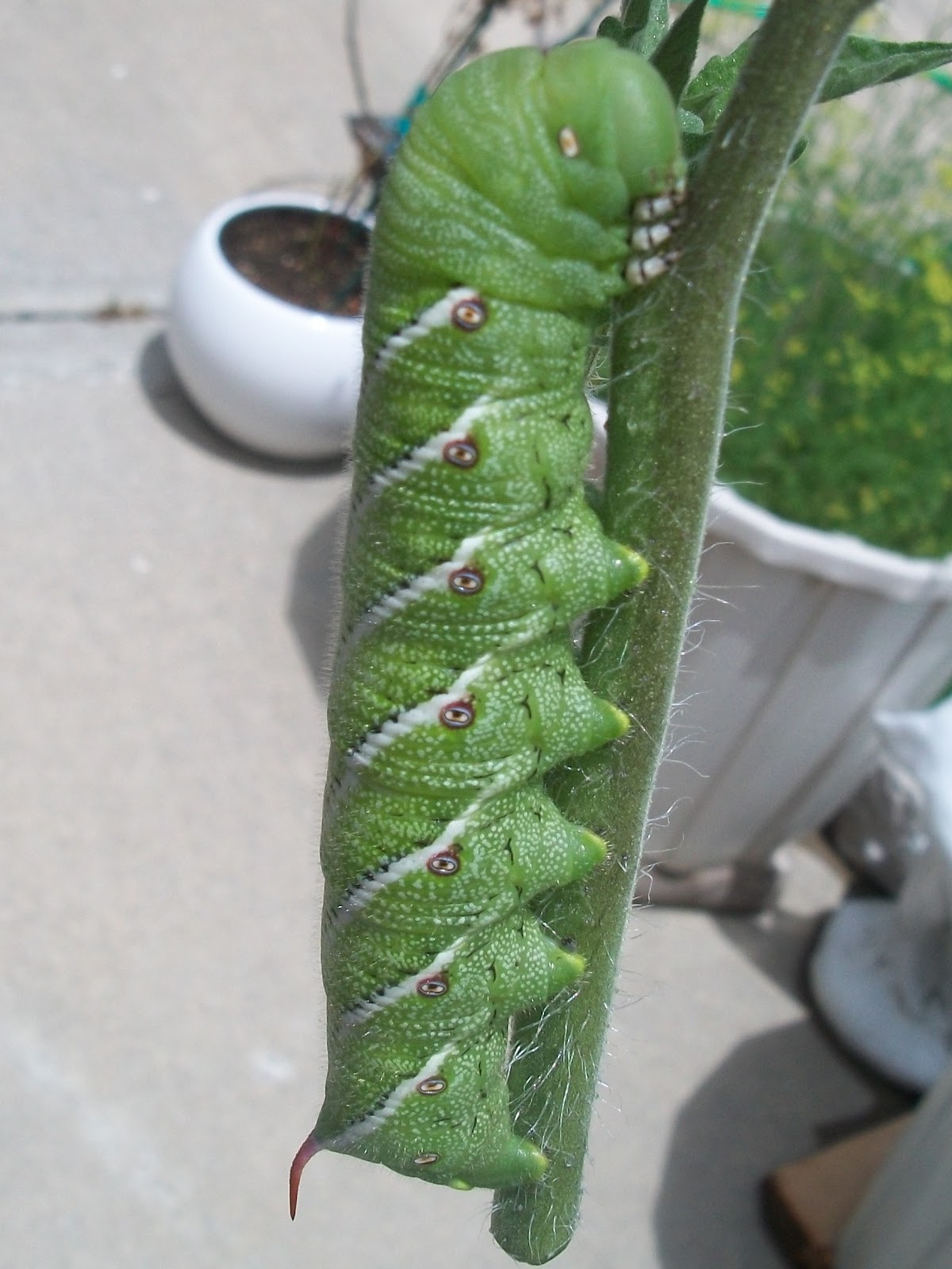 Nana�s Garden Tomato Worm
