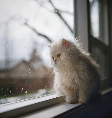 waiting fluffy cat