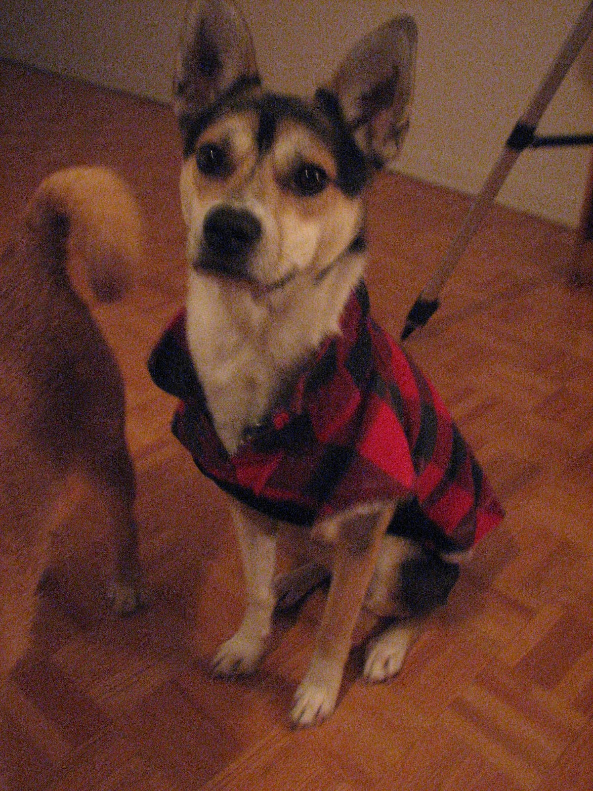 Designer & Dreamer DIY Dog Winter Jacket