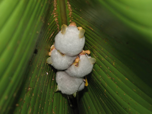 Honduran%2BWhite%2BBat%2BTent%2BBat%2BEctophylla%2Balba%2Bcosta%2Brica%2B1.jpg