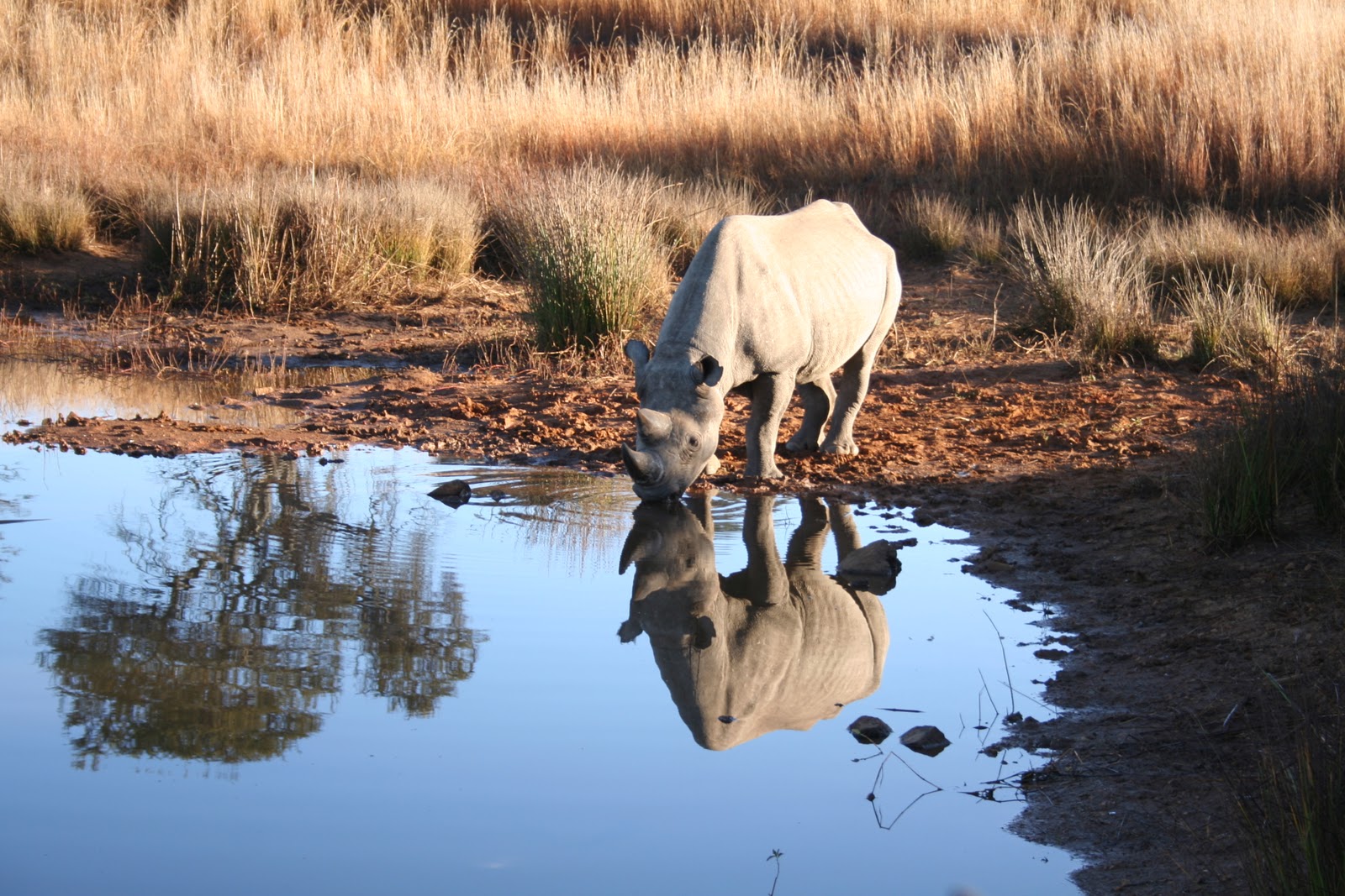 Black Rhino Mating