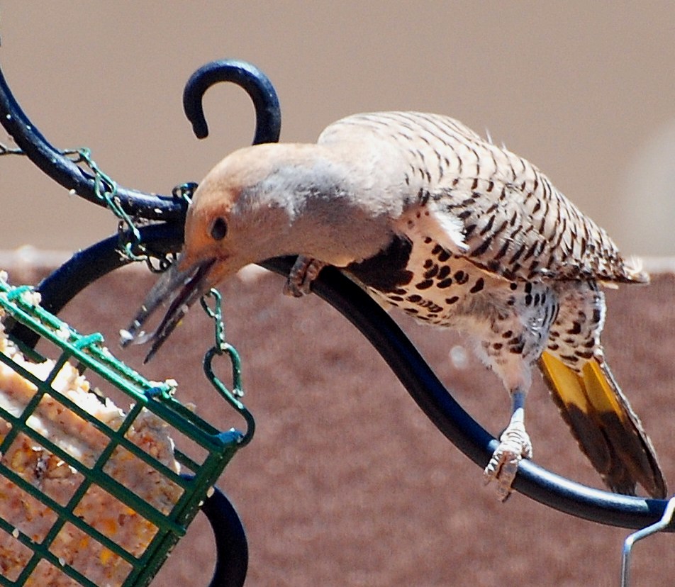 Birding Is Fun!: Discovering What Woodpeckers Eat