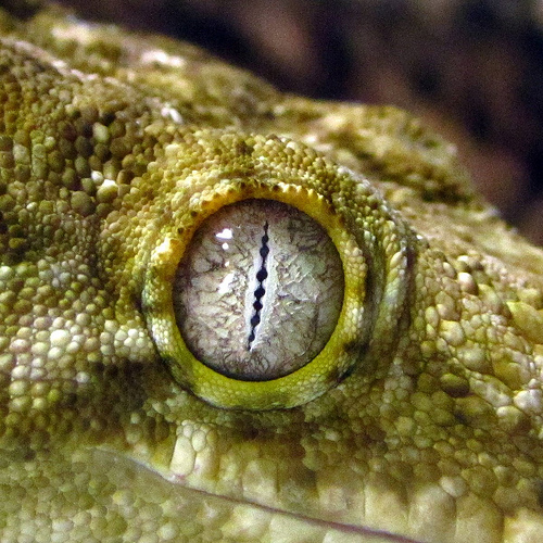 The RhacodactylusGeckos of New Caledonia Eyes With No Eyelids.