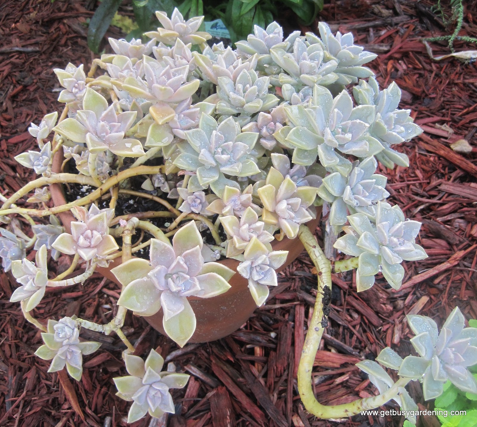 Growing Succulents As Houseplants