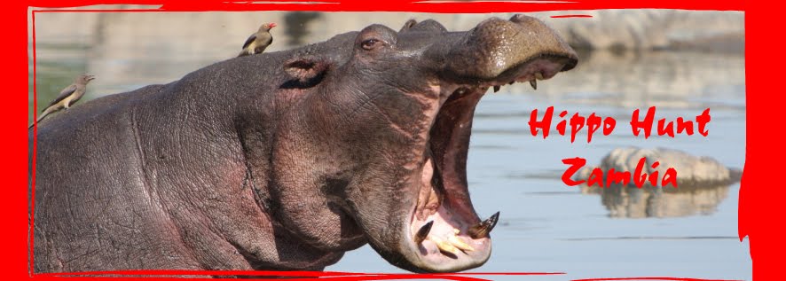 Hippo Hunting | Zambia