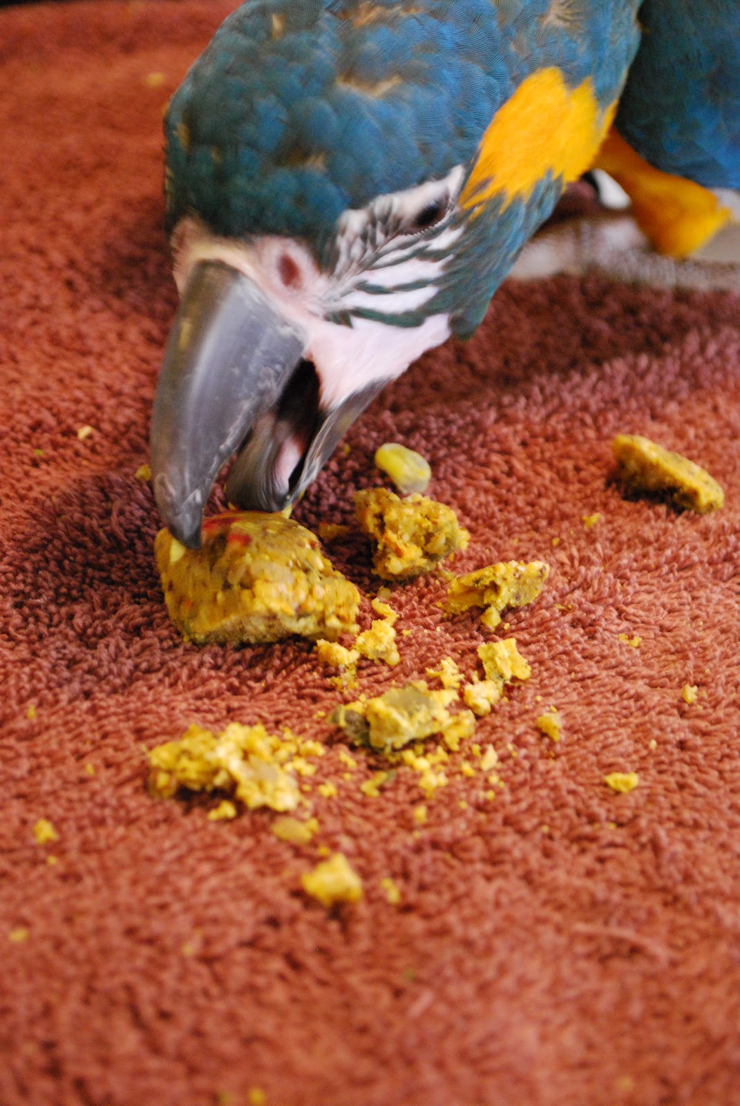 Barbara's Force Free Animal Training Talk Managing Parrot Mess