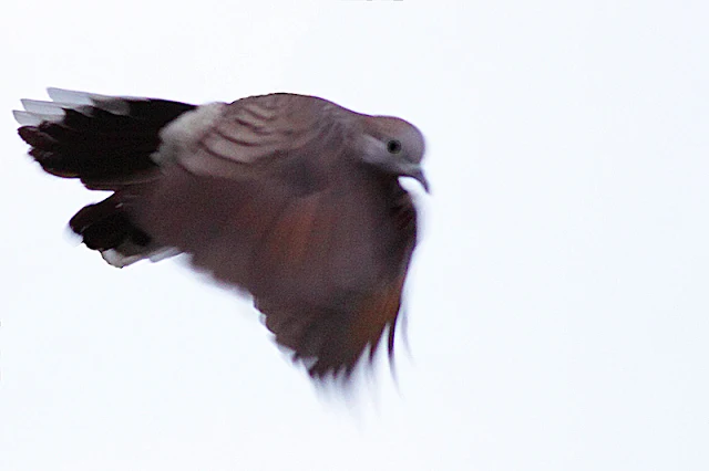 Zebra Dove in flight