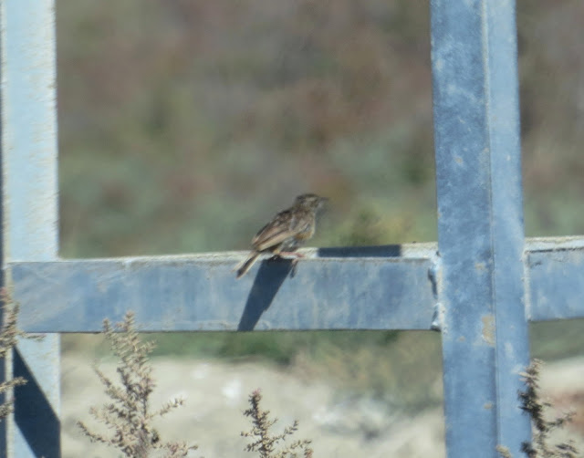 Fan-tailed Warbler - Spain