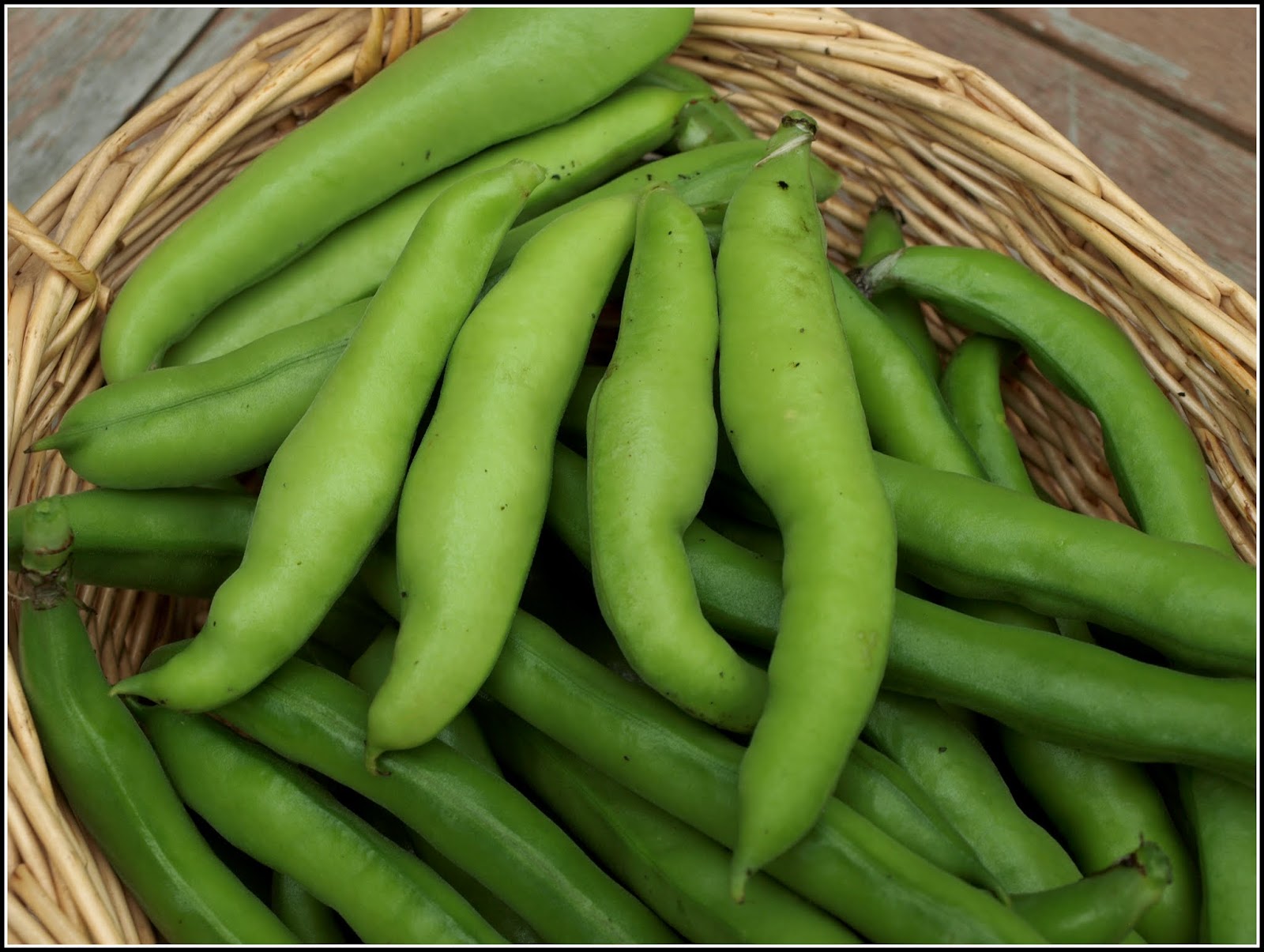 Mark's Veg Plot Broad Bean harvest