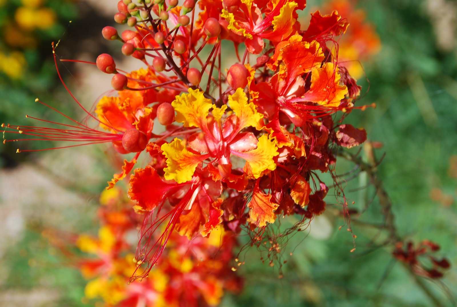 Desert Garden: Mexican Bird of Paradise~Today's Flowers~072411