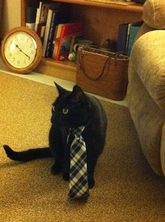 20 Adorable cats wearing ties Amazing Creatures