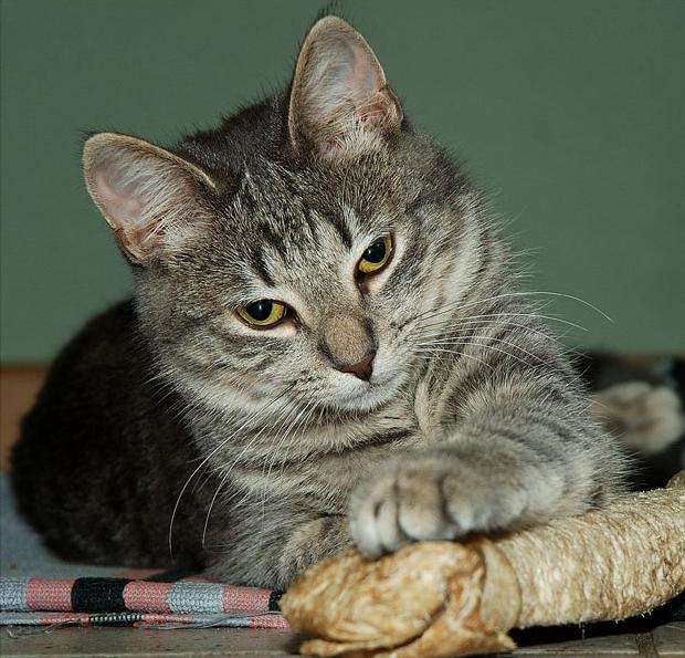 4 ayaklı Dostlarımız Hakkında Herşey Kedi Resimleri