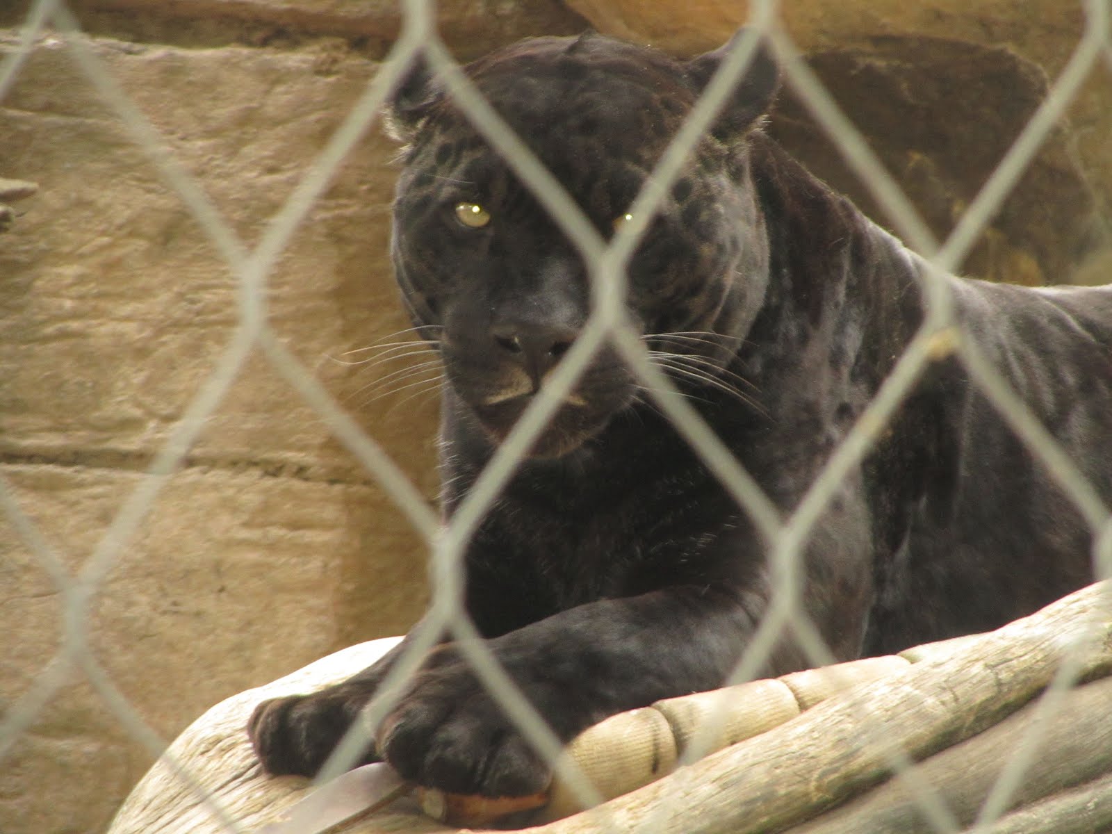 Az. Buddy The Big Cats the zoo,
