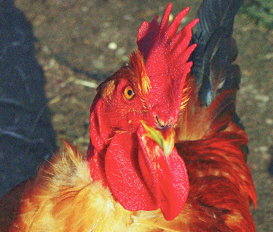 1282079507_gallo.png