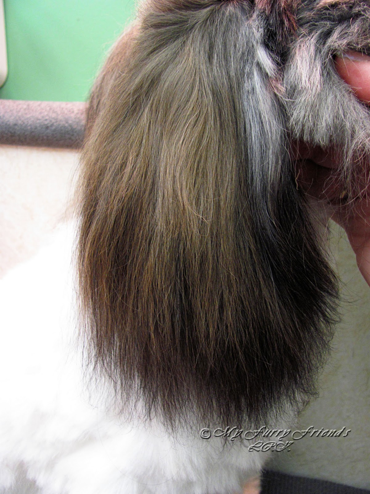 Pet Grooming The Good, The Bad, & The Furry Tuesday's Tip 18 Saving