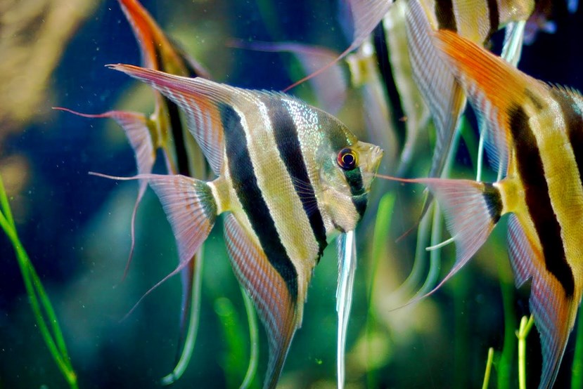 Manfish ikan cantik di akuarium ikan cantik