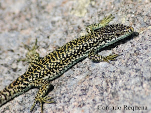 Iberolacerta cyreni