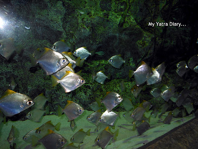 Fishes at the Epson Aquarium, Prince Hotel Shinagawa - Japan
