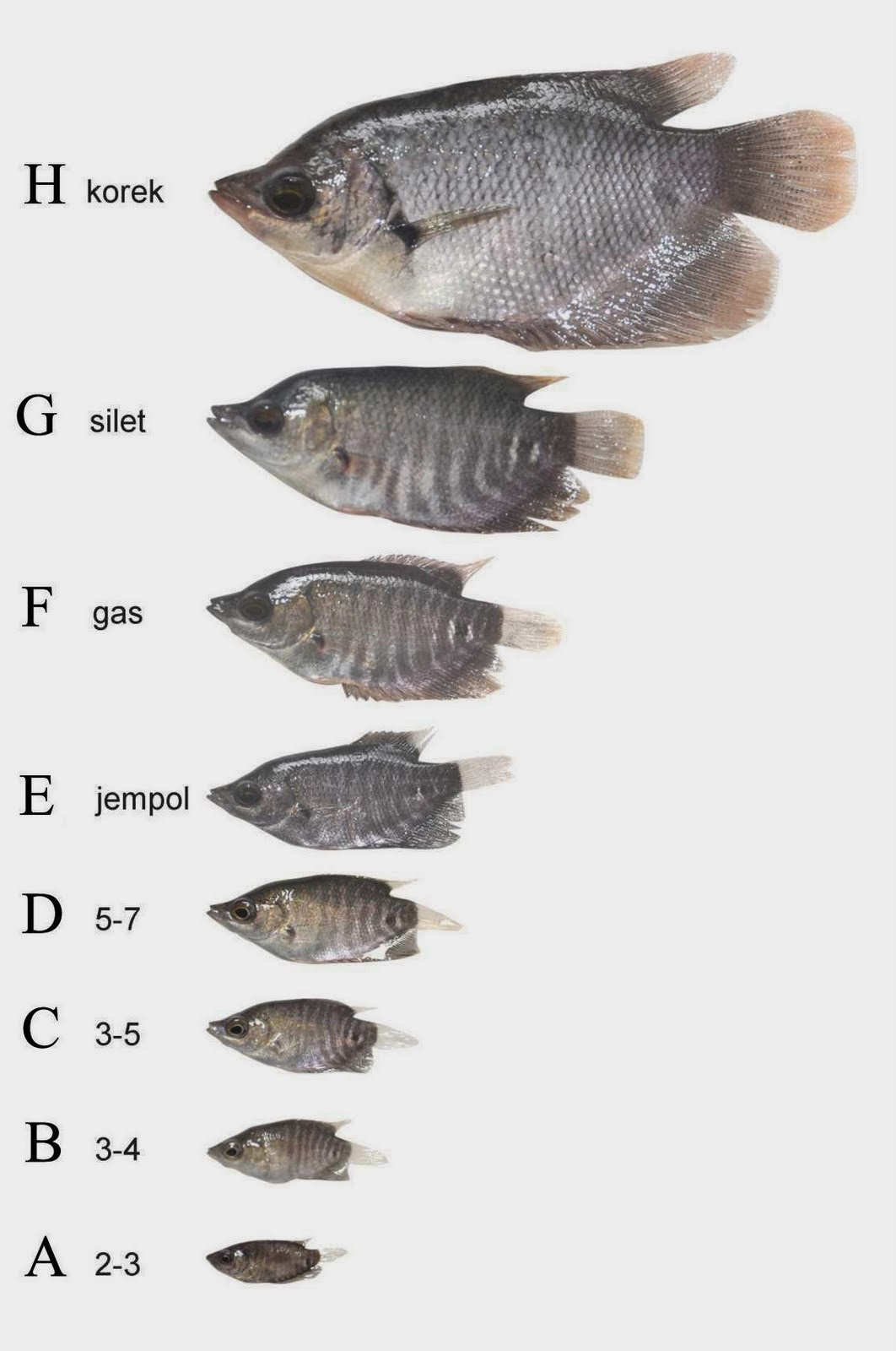 Image Result For Bibit Ikan Gurame Image Result For Bibit Ikan Gurame