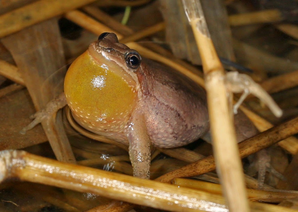 Ohio Birds and Biodiversity Frogs put on show with singing, mating