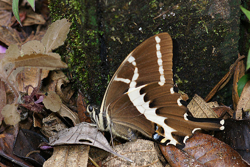 Papilio delalandei