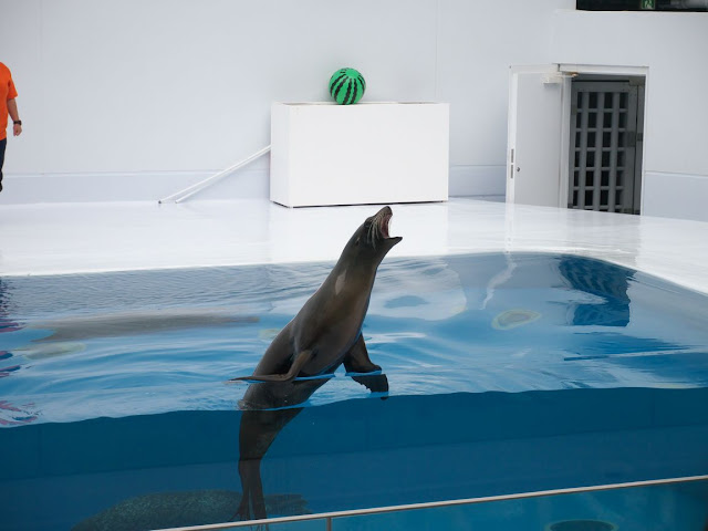 加茂水族館 アシカショー アンジュ(メス)