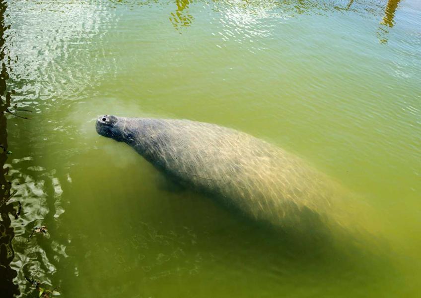 Two Singapore-born manatees which were flown halfway around the world this week under a programme to restore Caribbean populations of the endangered sea cows are settling in well in Guadeloupe, their carers said.