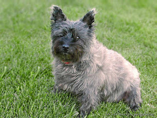 Cairn Terrier Puppy Image