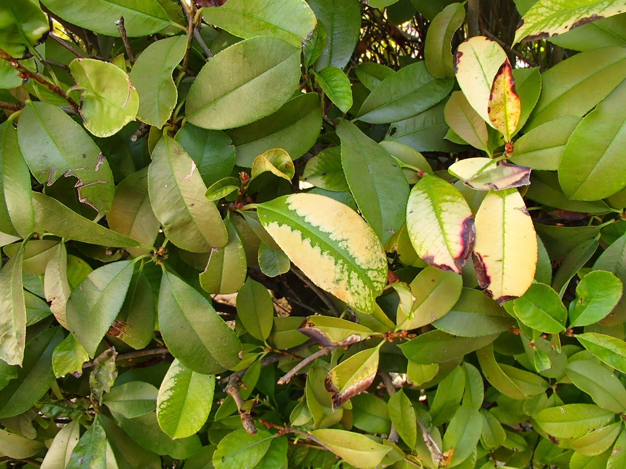 Viragrow Delivers! How to Apply Iron Chelate to the Soil