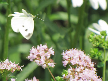 White Cabbage Butterfly in Flight