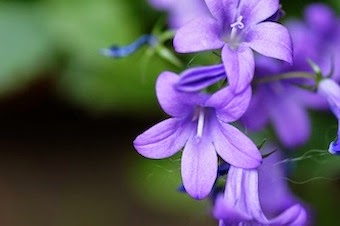 Fleurs de ma terrasse