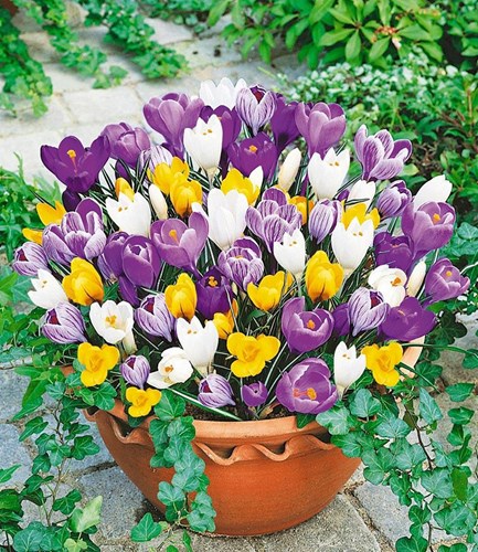 [Image: 4-loai-cay-trong-mua-thu-co-hoa-choi-dip-tet-7.jpg]